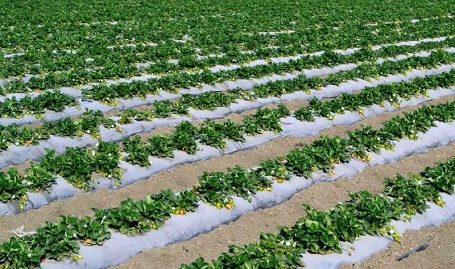 STRAWBERRY FARMING-UDAIPUR REGION