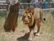 A young man in a barber lion enclosure with liquor bottles and crackers